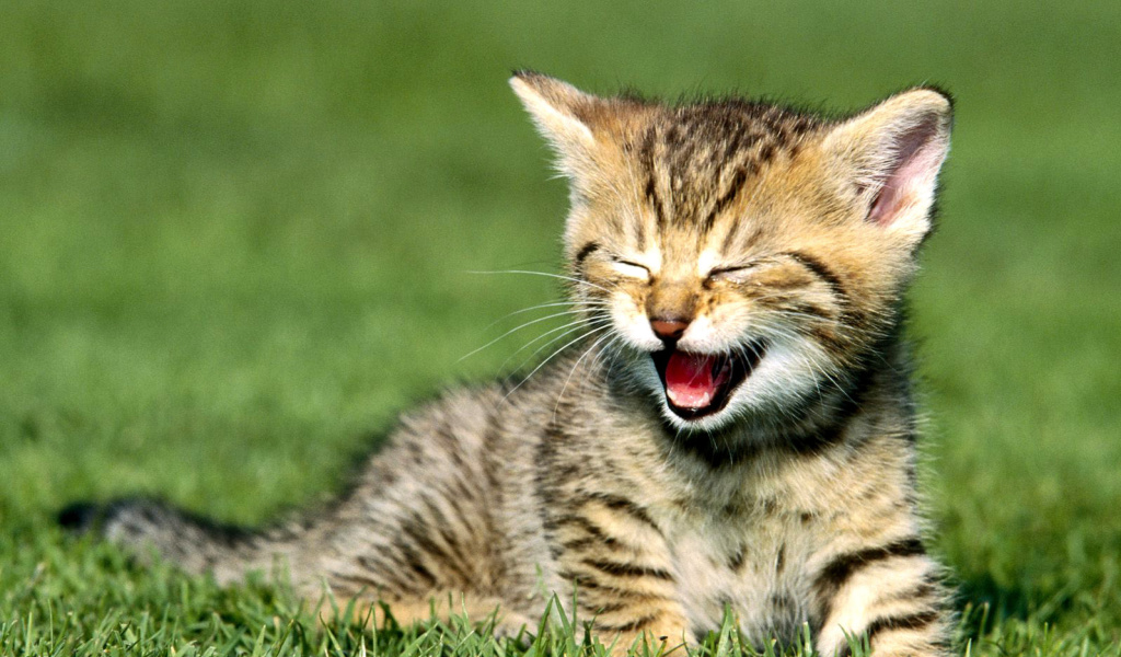 Das Yawning Kitten Wallpaper 1024x600