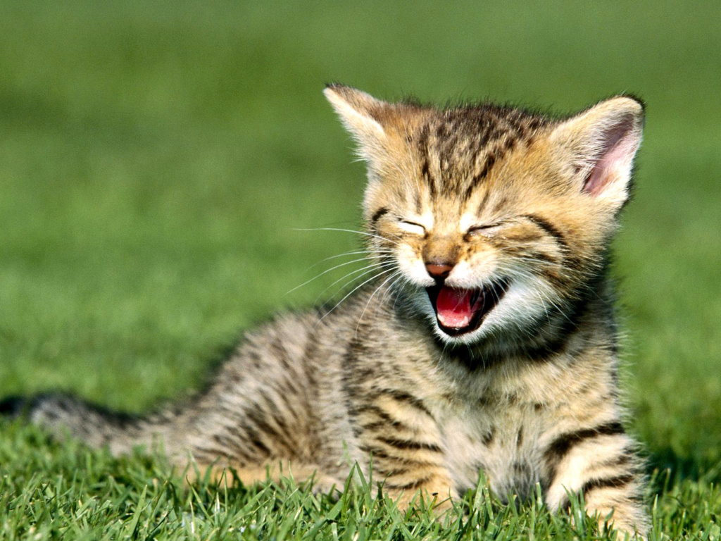 Screenshot №1 pro téma Yawning Kitten 1024x768