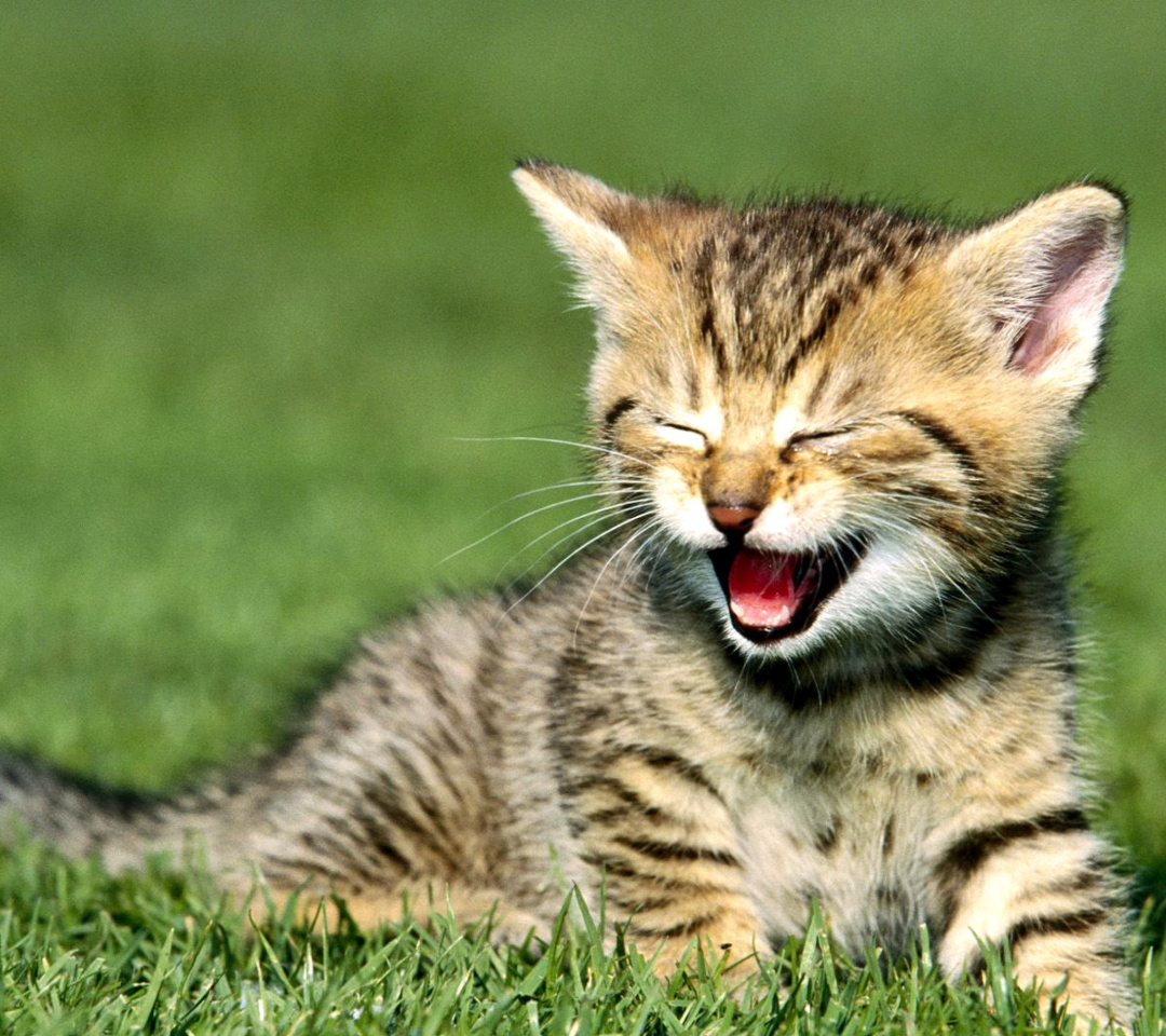 Fondo de pantalla Yawning Kitten 1080x960