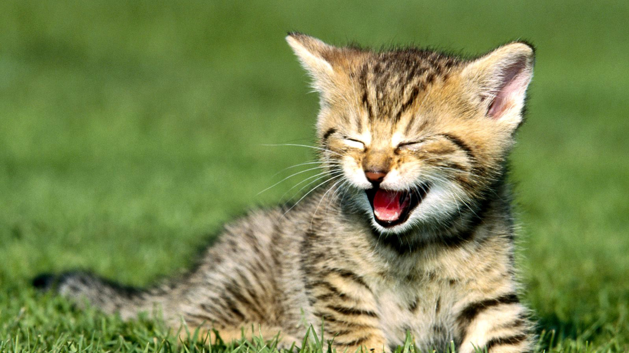 Screenshot №1 pro téma Yawning Kitten 1280x720