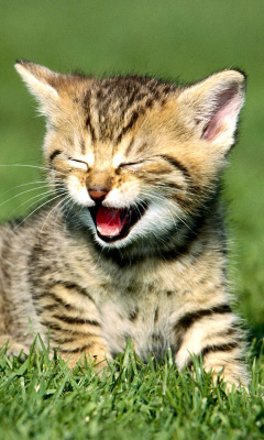 Fondo de pantalla Yawning Kitten 240x400