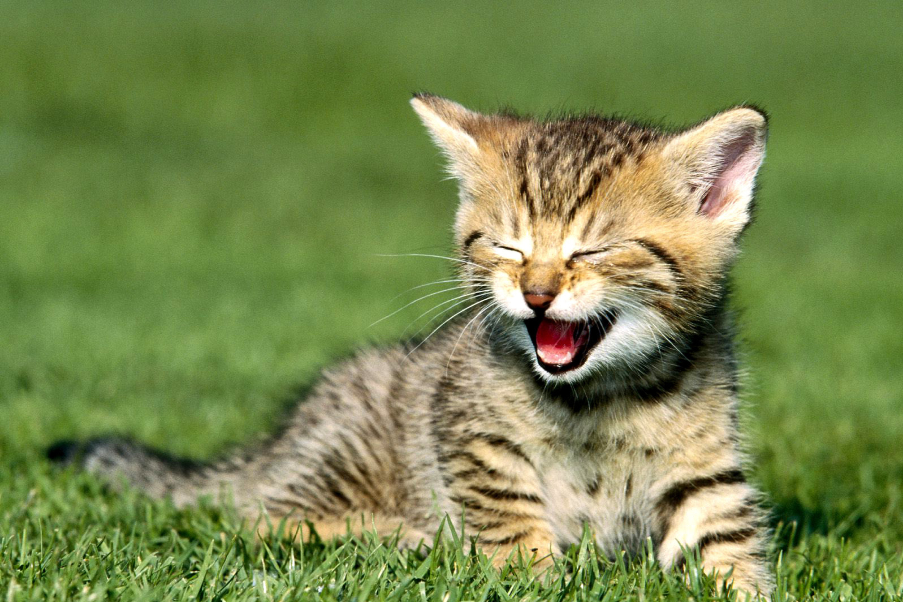 Screenshot №1 pro téma Yawning Kitten 2880x1920