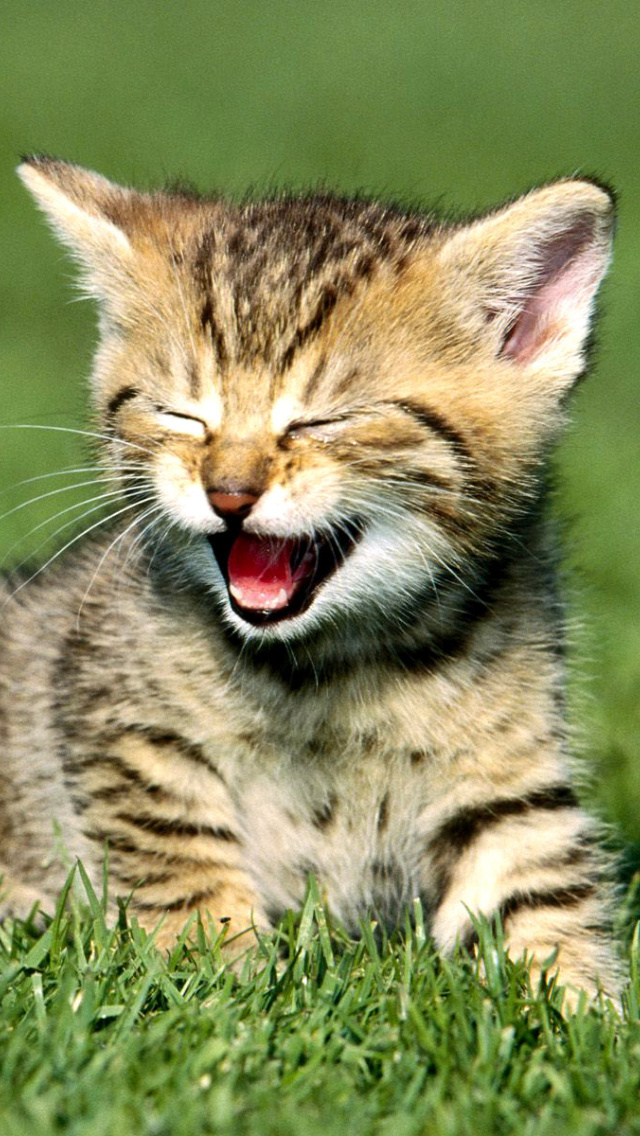 Screenshot №1 pro téma Yawning Kitten 640x1136