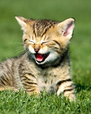 Yawning Kitten sfondi gratuiti per 176x220