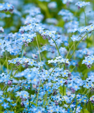 Forget Me Nots - Obrázkek zdarma pro Nokia Lumia 920