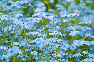 Forget Me Nots Wallpaper for Android, iPhone and iPad