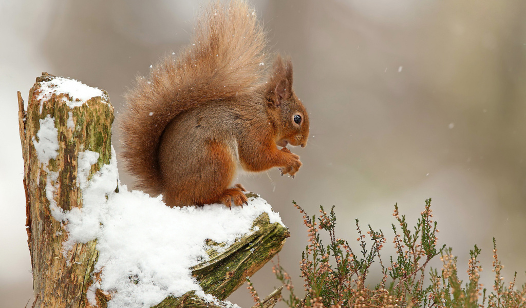 Das Squirrel in Snow Wallpaper 1024x600