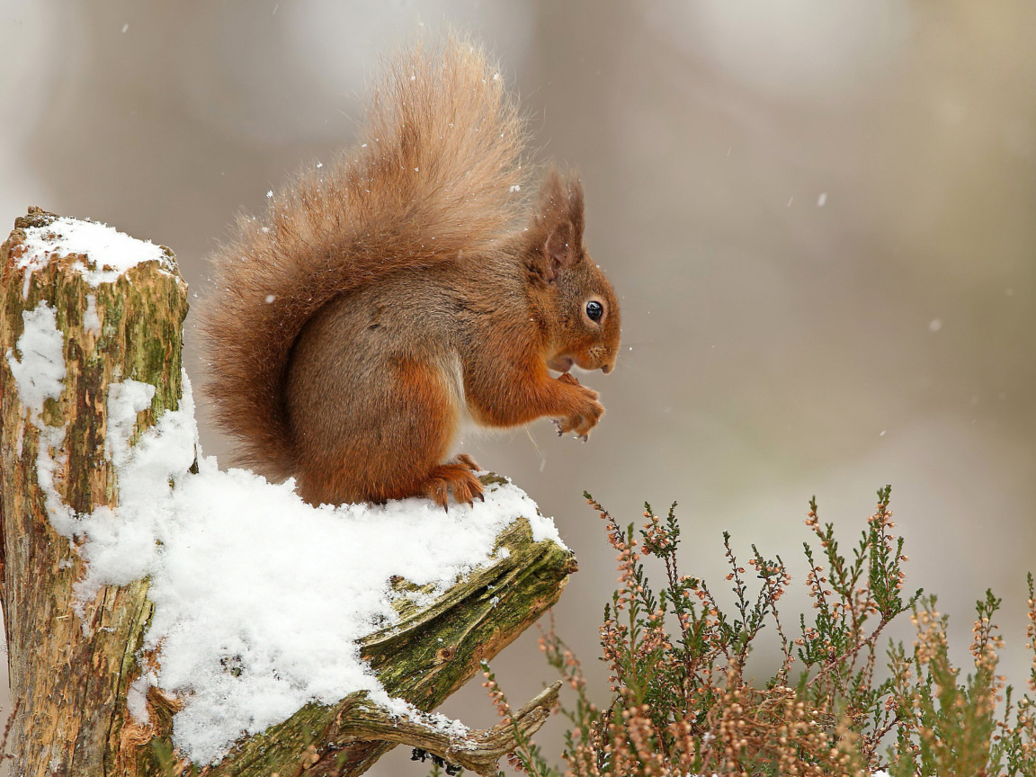 Обои Squirrel in Snow 1152x864