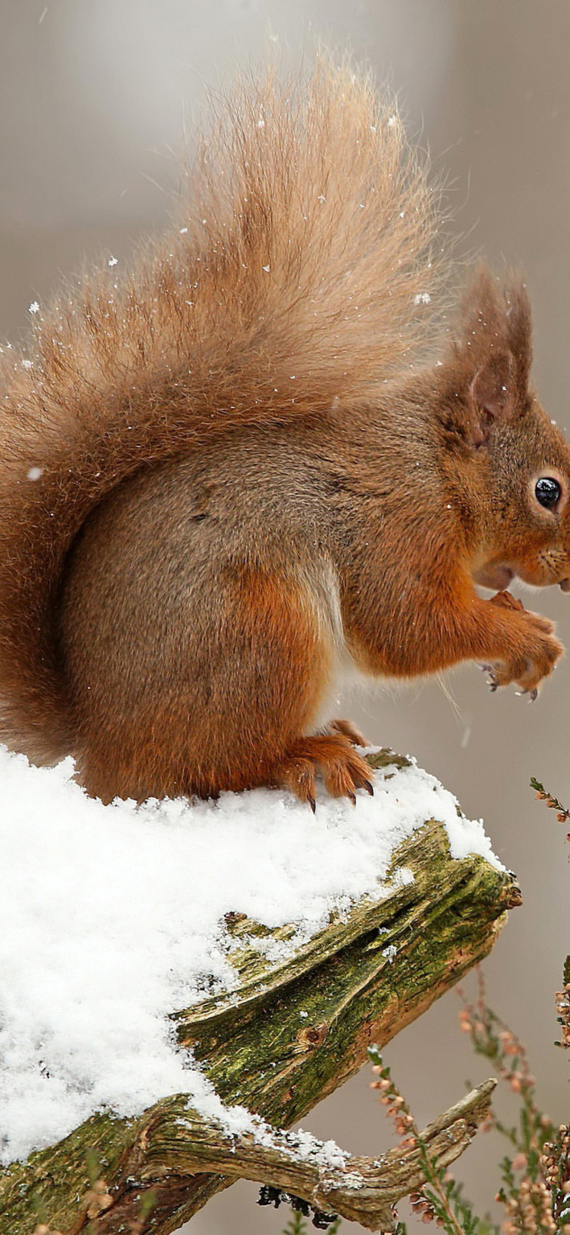 Sfondi Squirrel in Snow 1170x2532