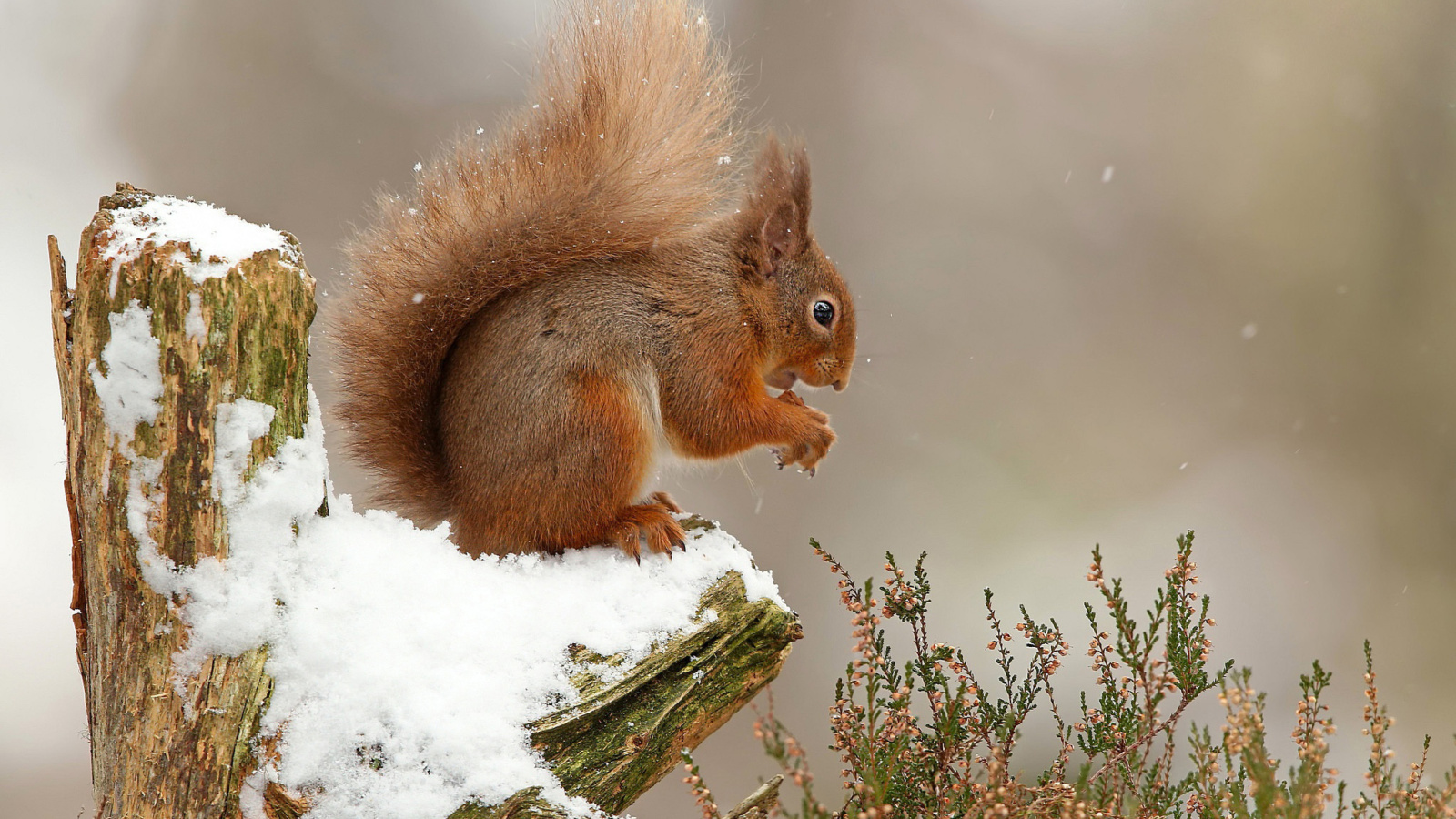 Обои Squirrel in Snow 1600x900