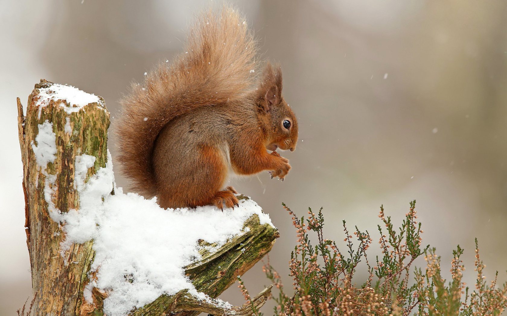 Обои Squirrel in Snow 1680x1050