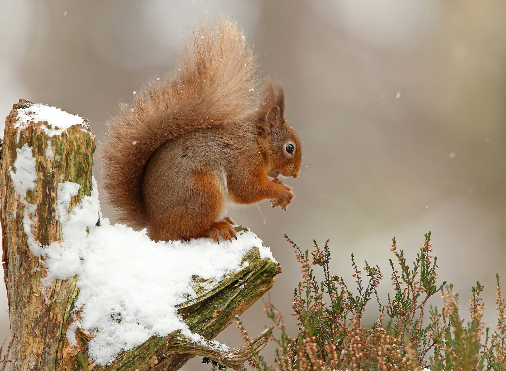 Обои Squirrel in Snow 1920x1408