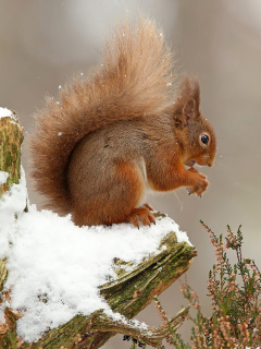 Обои Squirrel in Snow 240x320