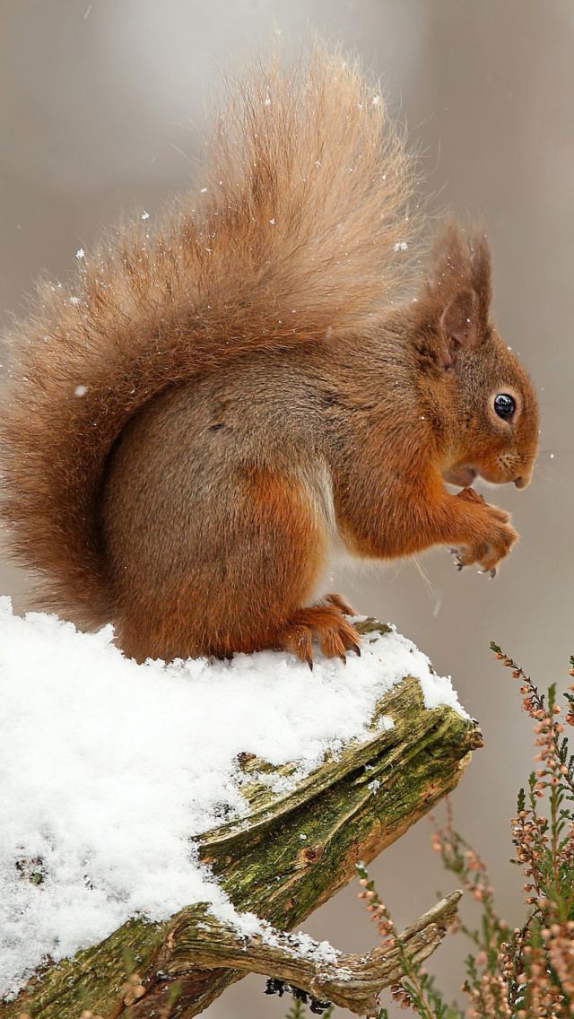 Squirrel in Snow wallpaper 640x1136