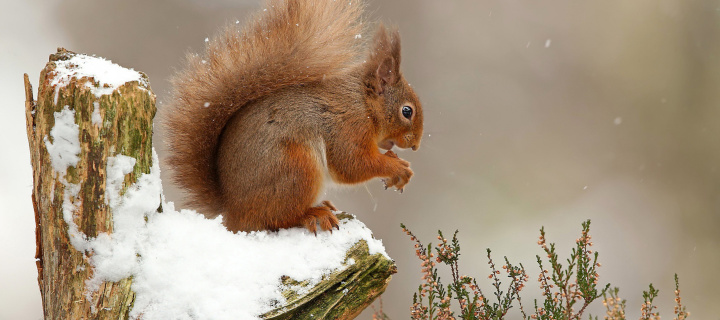 Squirrel in Snow screenshot #1 720x320
