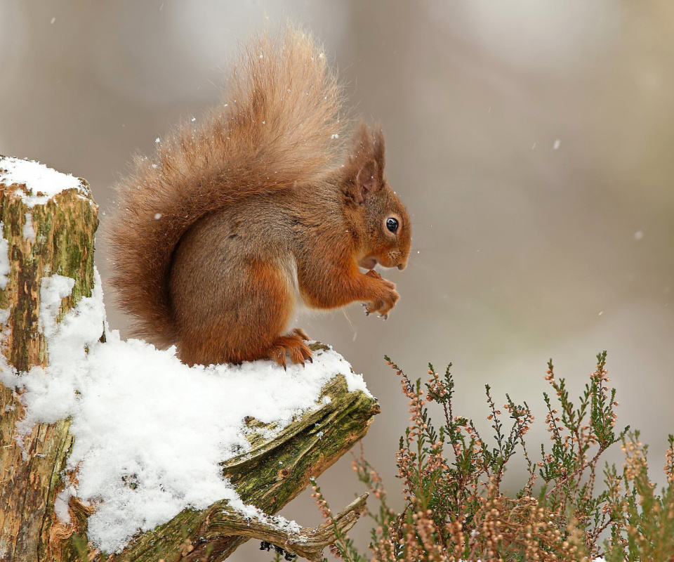 Das Squirrel in Snow Wallpaper 960x800