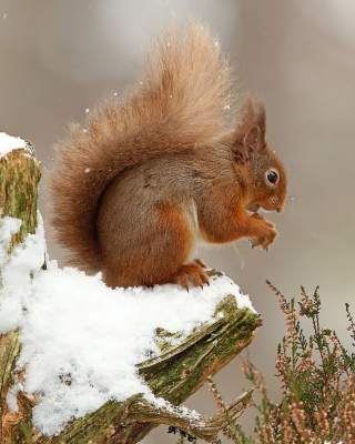 Squirrel in Snow sfondi gratuiti per 640x1136