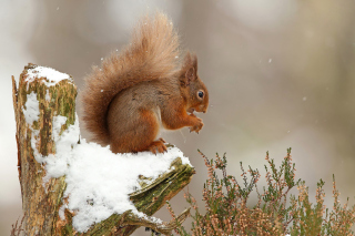 Squirrel in Snow Wallpaper for Android, iPhone and iPad