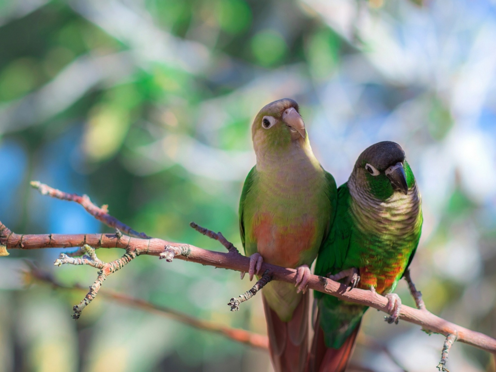 Обои Two Beautiful Green Parrots 1024x768