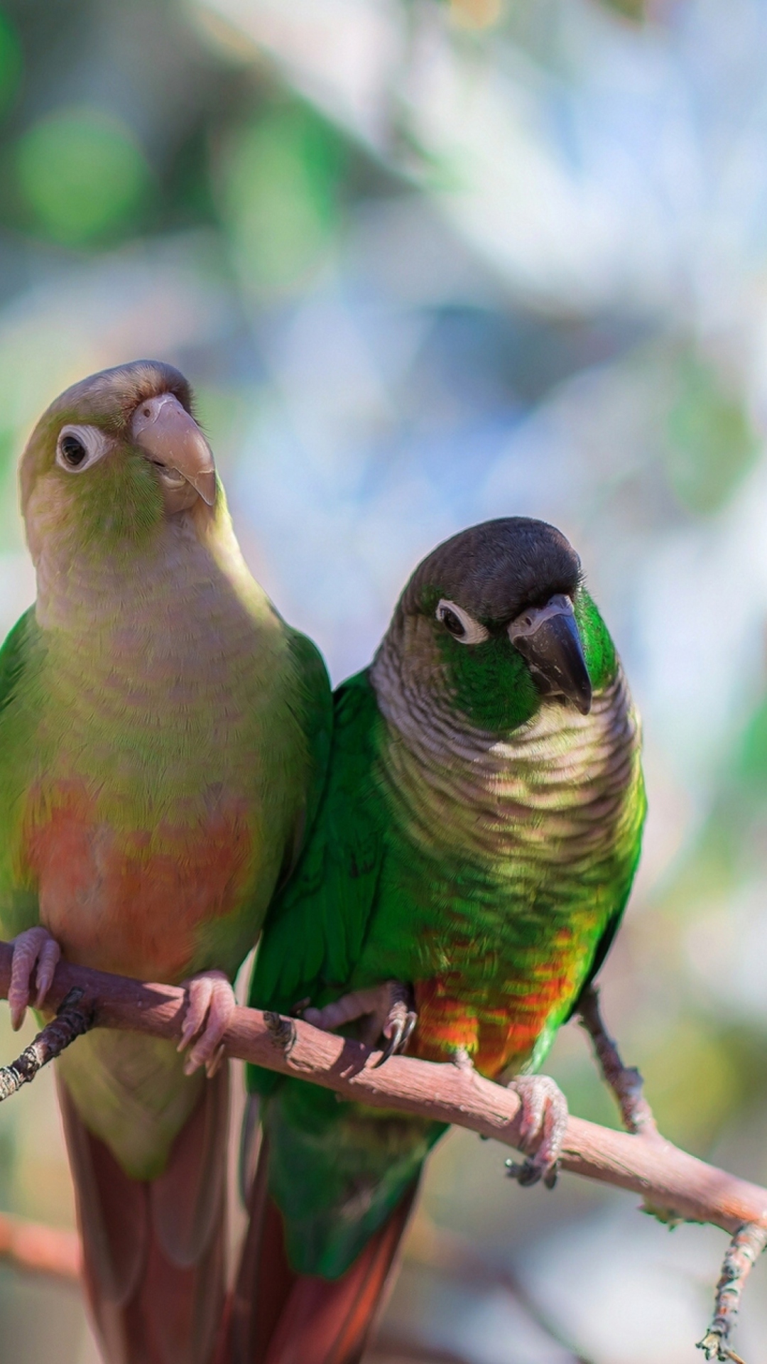 Das Two Beautiful Green Parrots Wallpaper 1080x1920