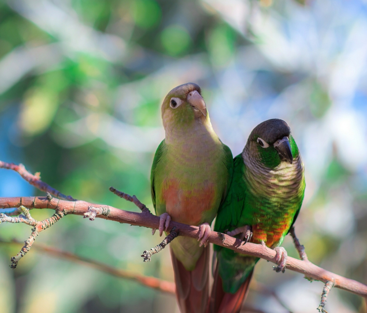 Fondo de pantalla Two Beautiful Green Parrots 1200x1024