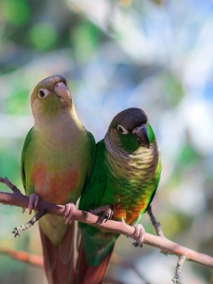 Two Beautiful Green Parrots wallpaper 240x320