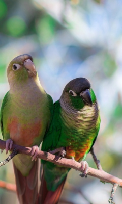 Two Beautiful Green Parrots screenshot #1 240x400