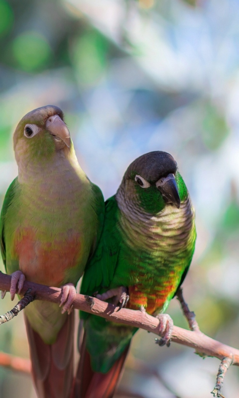 Fondo de pantalla Two Beautiful Green Parrots 480x800