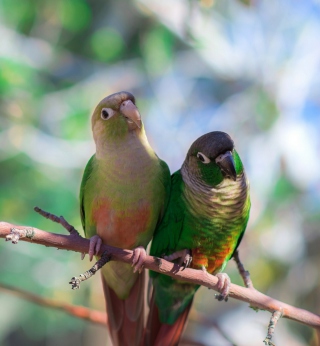 Kostenloses Two Beautiful Green Parrots Wallpaper für 128x128