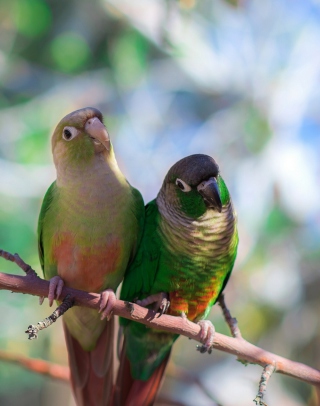 Two Beautiful Green Parrots sfondi gratuiti per Nokia Asha 305