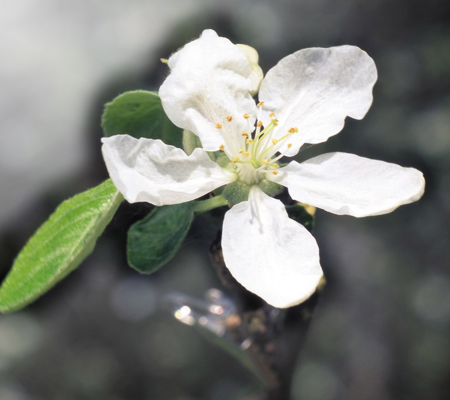 Fondo de pantalla Spring Flower 1440x1280