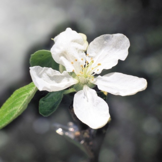 Spring Flower - Obrázkek zdarma pro 1024x1024