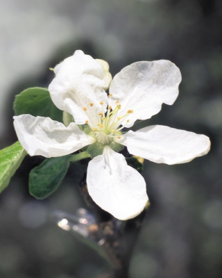 Spring Flower - Obrázkek zdarma pro Nokia C6-01