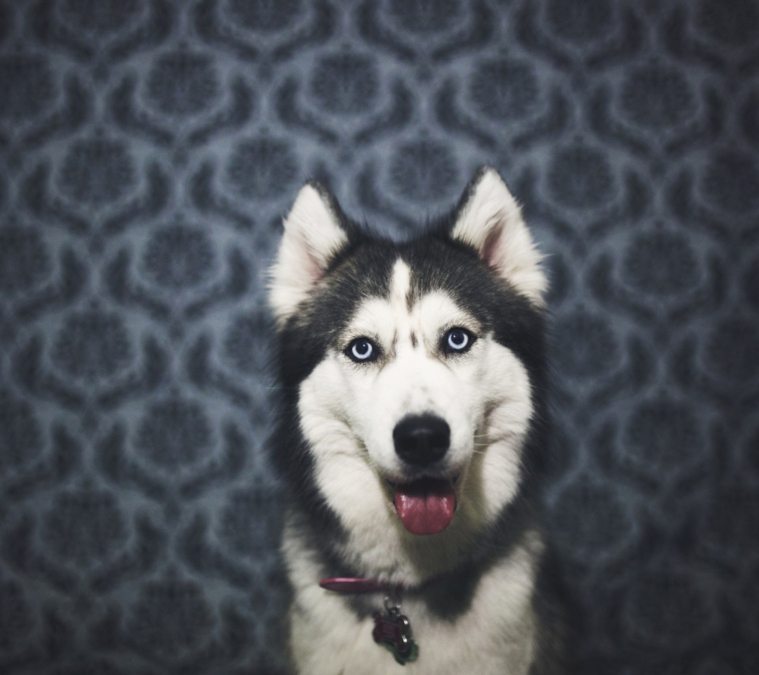 Husky wallpaper 1080x960