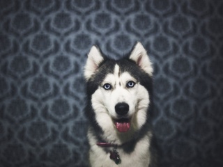 Husky screenshot #1 320x240