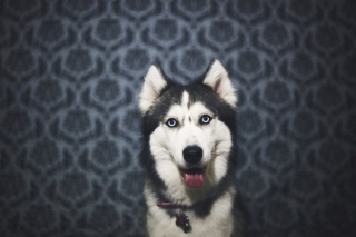 Husky Background for Android, iPhone and iPad
