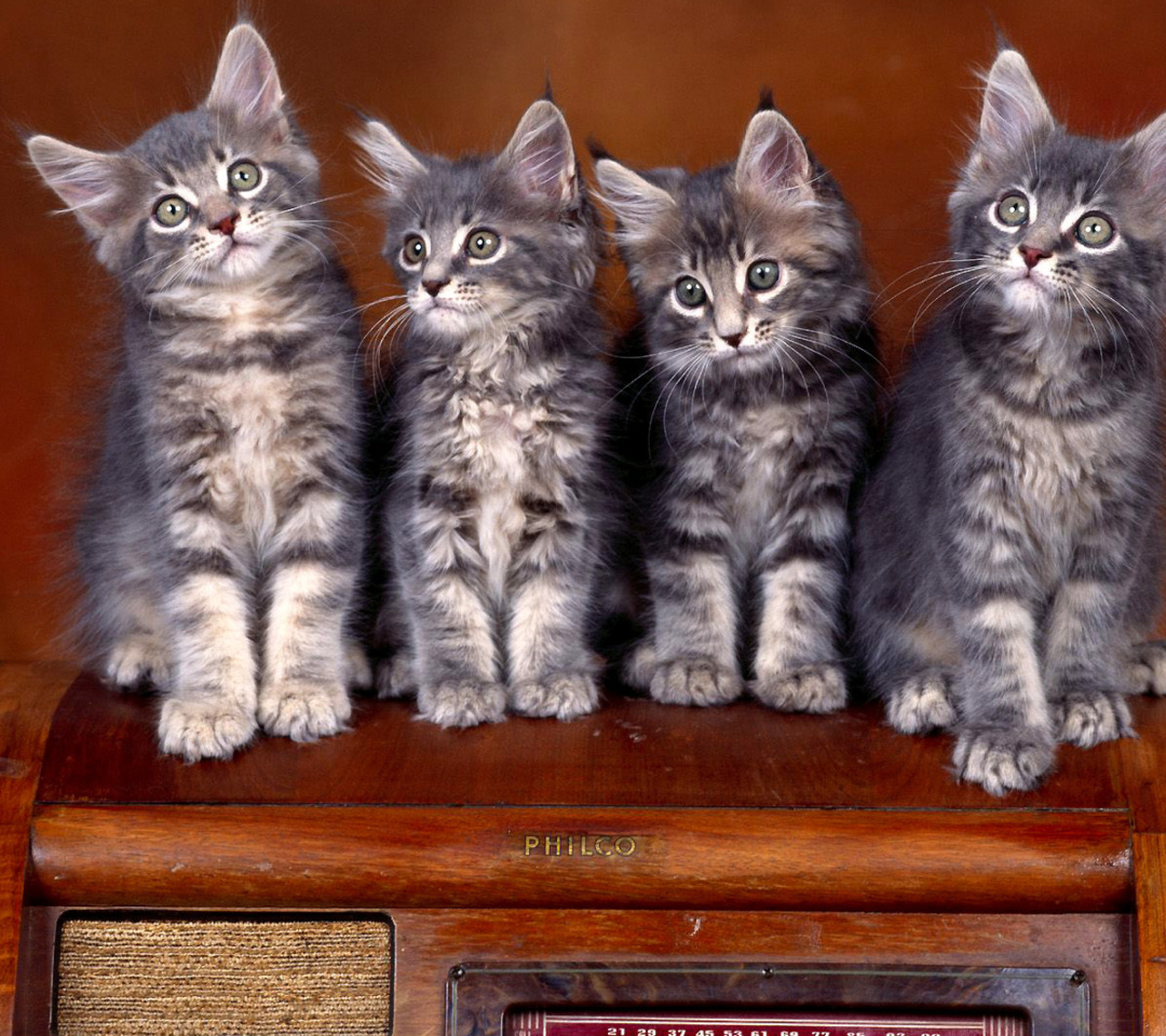 Fondo de pantalla Sweet Kittens 1080x960
