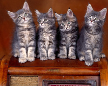Das Sweet Kittens Wallpaper 220x176