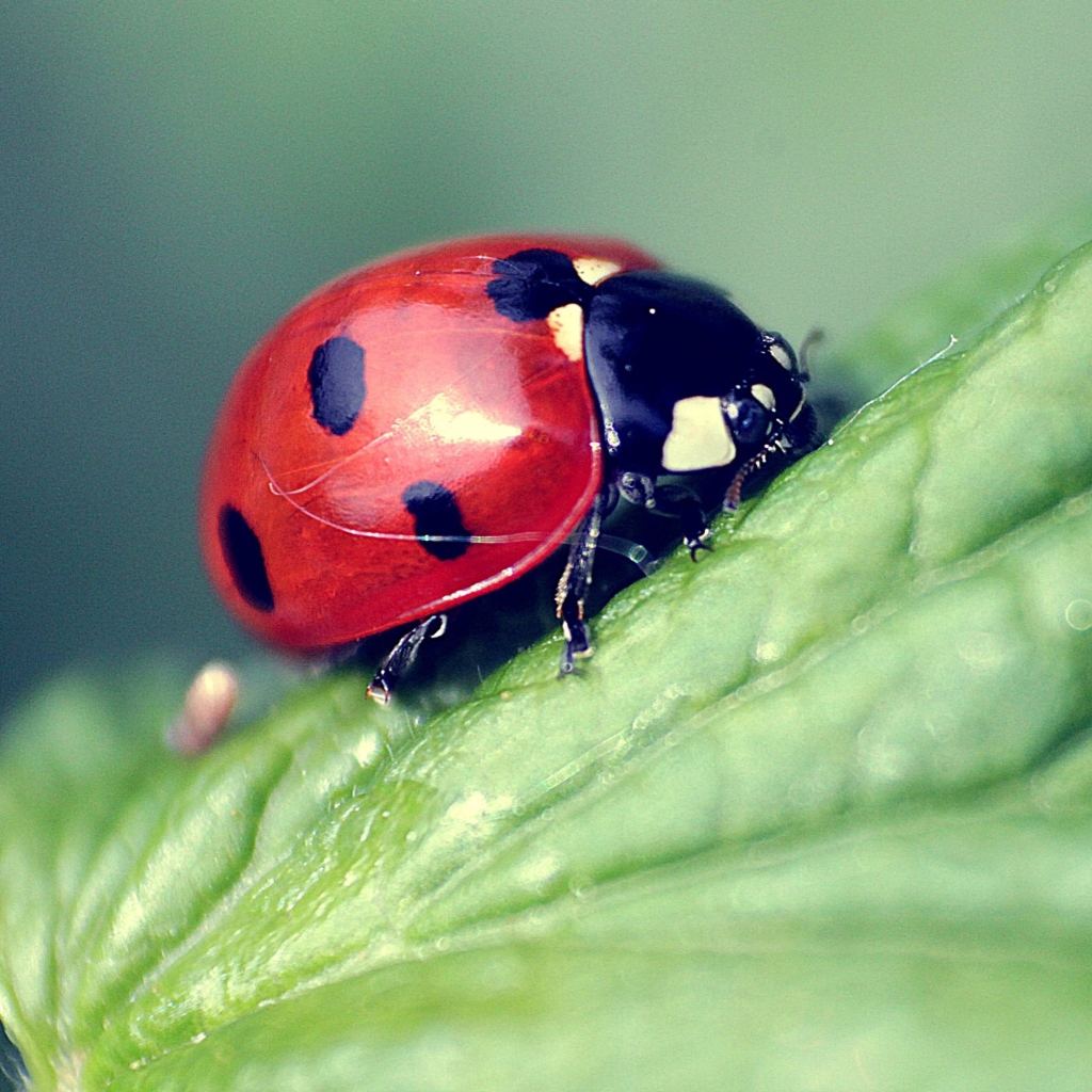 Обои Beautiful Ladybug Macro 1024x1024