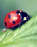 Screenshot №1 pro téma Beautiful Ladybug Macro 128x160