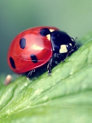Обои Beautiful Ladybug Macro 132x176