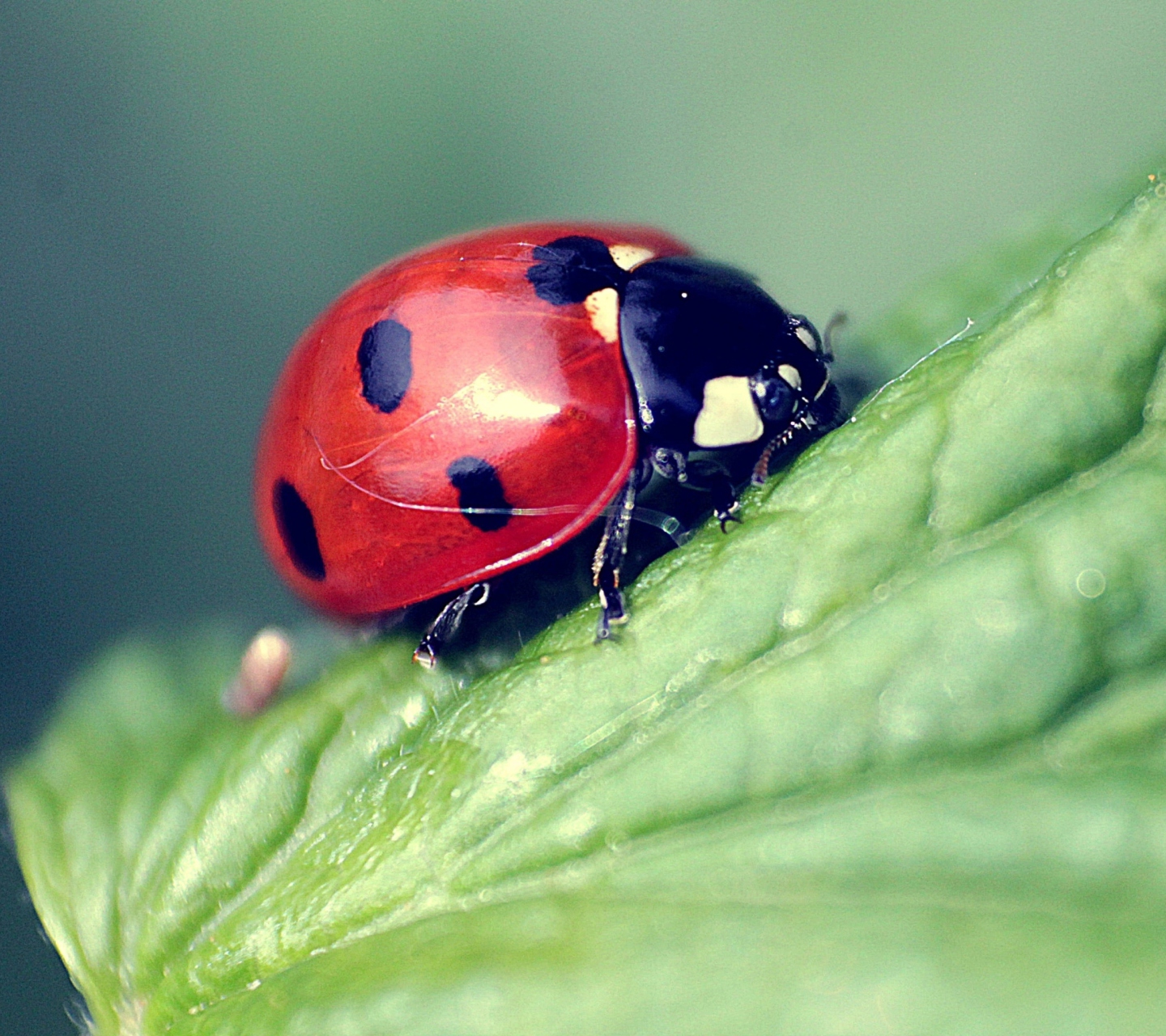 Beautiful Ladybug Macro wallpaper 1440x1280
