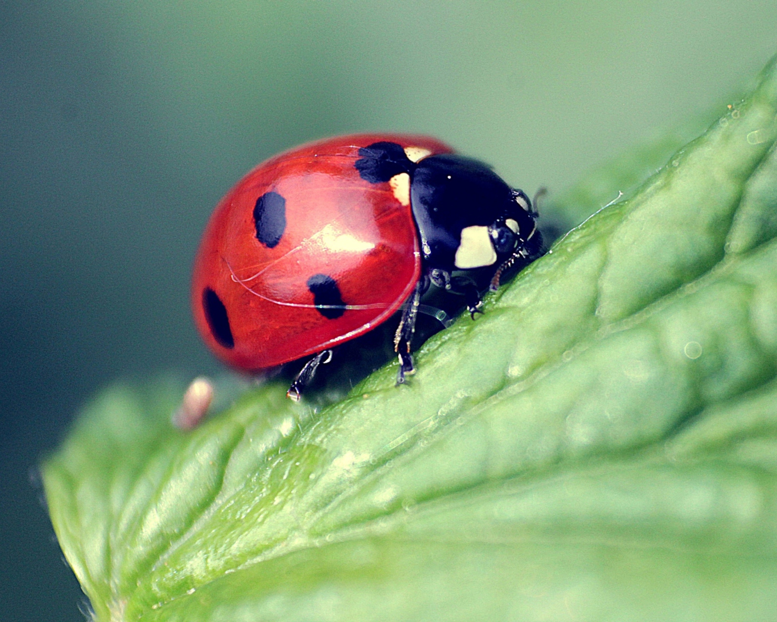 Обои Beautiful Ladybug Macro 1600x1280