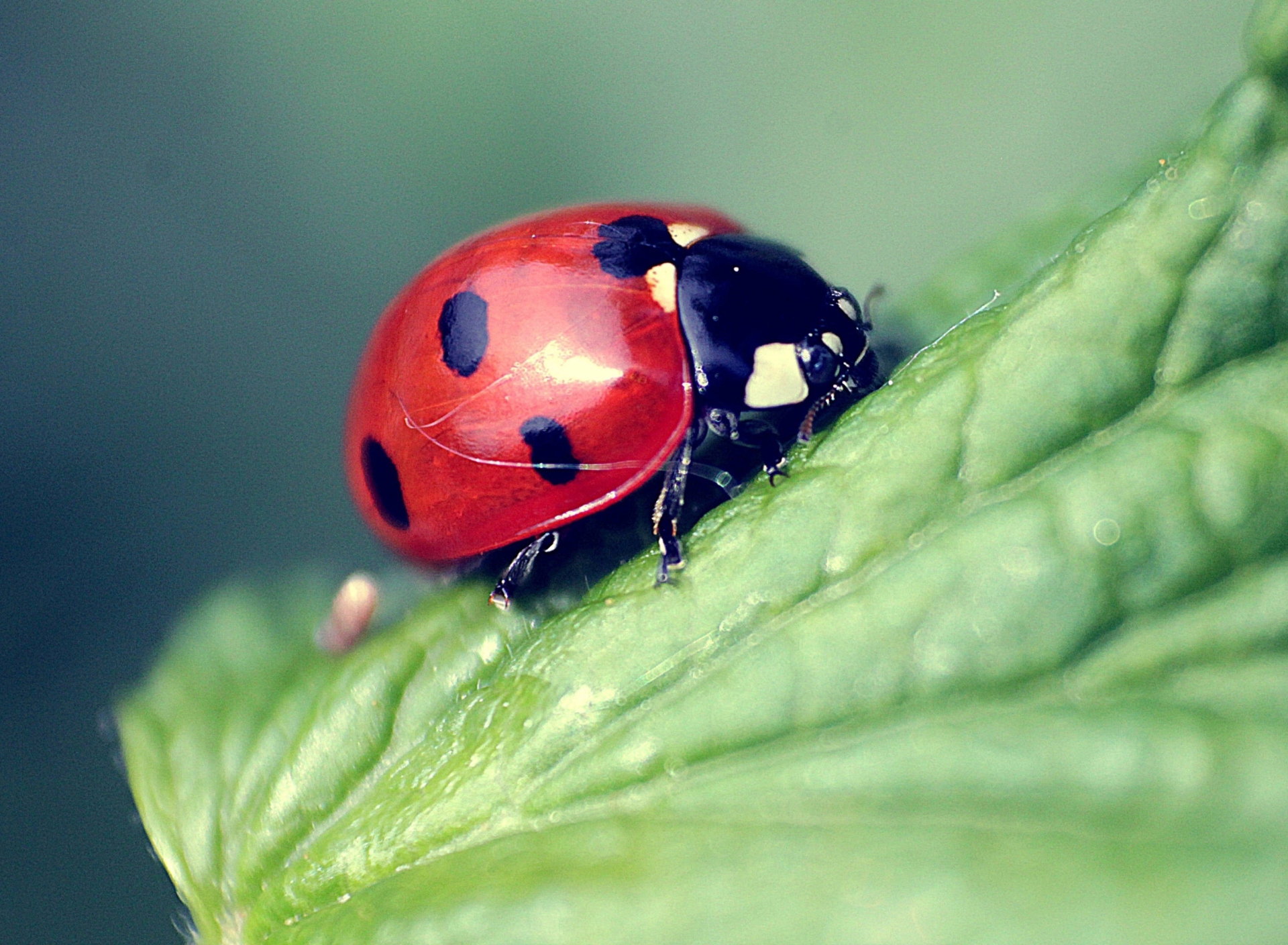 Обои Beautiful Ladybug Macro 1920x1408