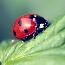 Fondo de pantalla Beautiful Ladybug Macro 208x208