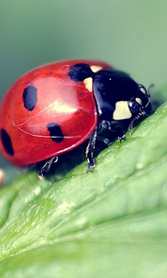 Beautiful Ladybug Macro wallpaper 240x400