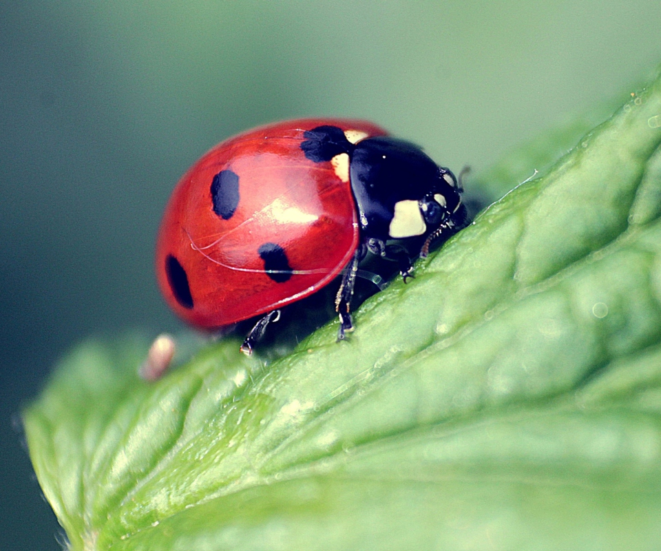 Sfondi Beautiful Ladybug Macro 960x800