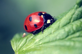 Kostenloses Beautiful Ladybug Macro Wallpaper für Android, iPhone und iPad