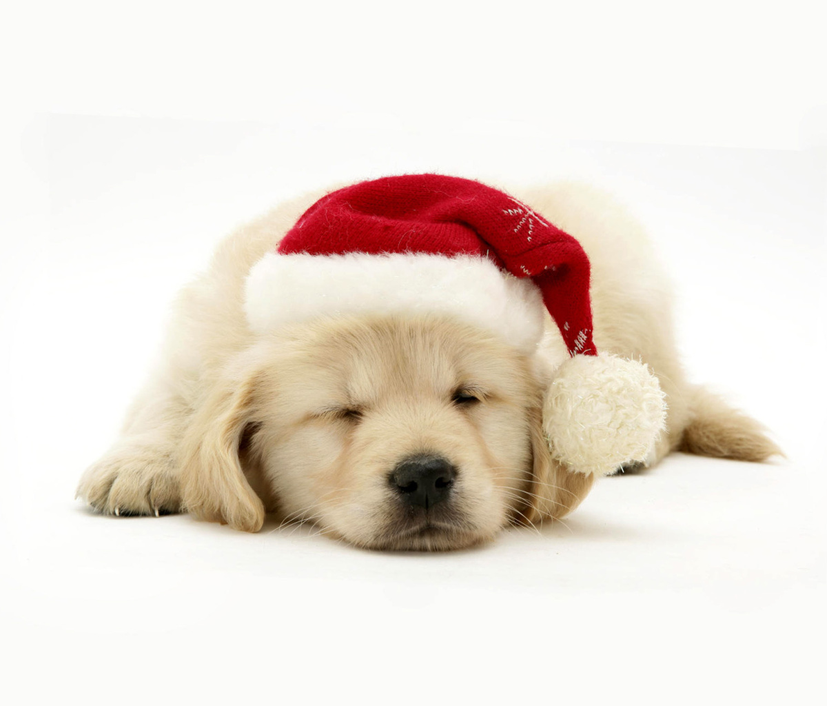 Christmas Dog screenshot #1 1200x1024