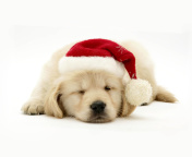 Fondo de pantalla Christmas Dog 176x144